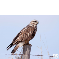 گونه سارگپه پرپا Rough-legged Buzzard